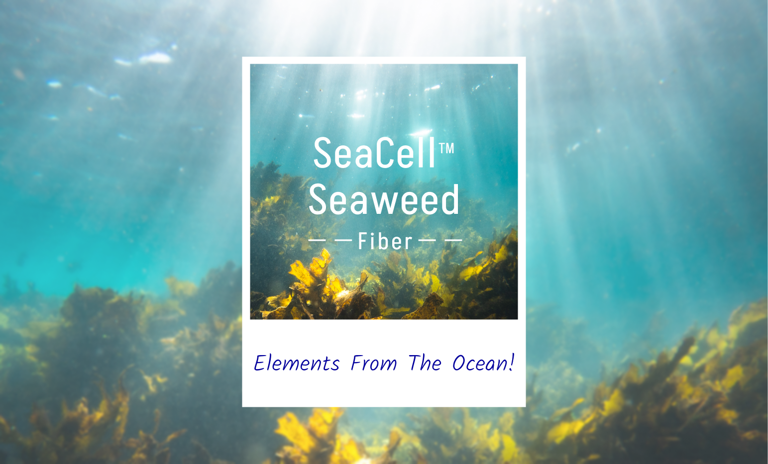 海藻纖維 SeaCell™