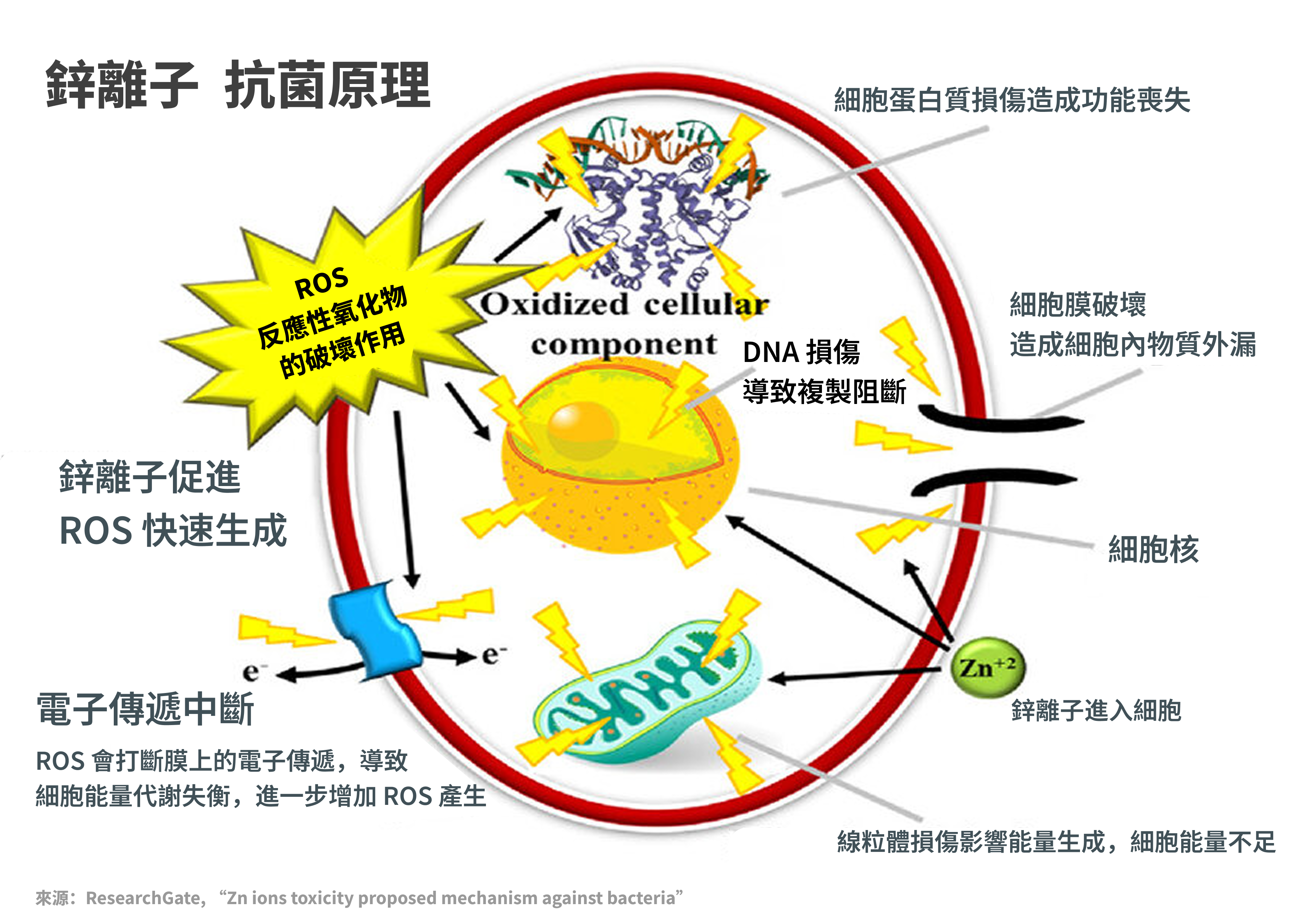 Ionic Clean 洗衣球